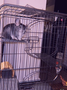 chinchilla – Adorable Female Chinchilla