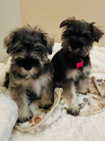 Miniature Schnauzer – Mini Schnauzer Puppy