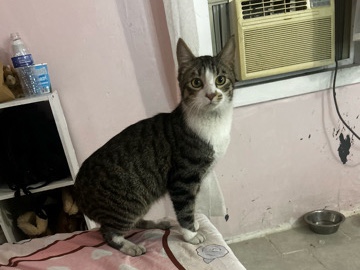 Stray cat – Paramount