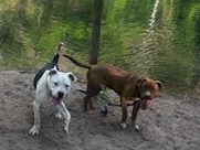American Pit Bull Terrier – two dogs in dying need of a new home. – Cumberland