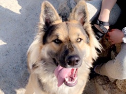German Shepherd – German Shepherd/Australian Shepherd – Moreno Valley