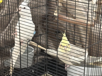 Cockatiel – really nice, healthy – London