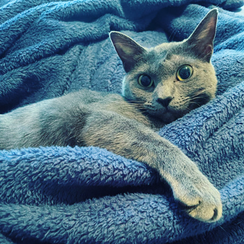Korat – Korat Kitty Full of Love