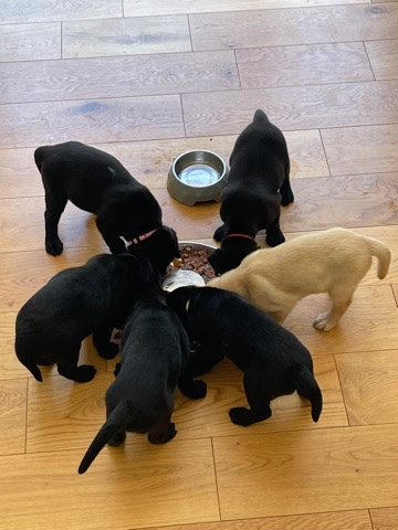 Labrador Retriever – kc registered Labs puppies working Labs