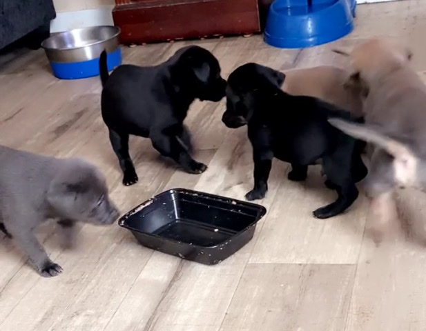 Labrador Retriever – Free Puppies located Byhalia,Mississippi