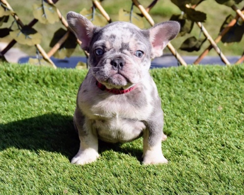 French Bulldog – French Bulldog Puppies