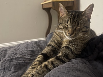American Shorthair – Loving Cat – Conway