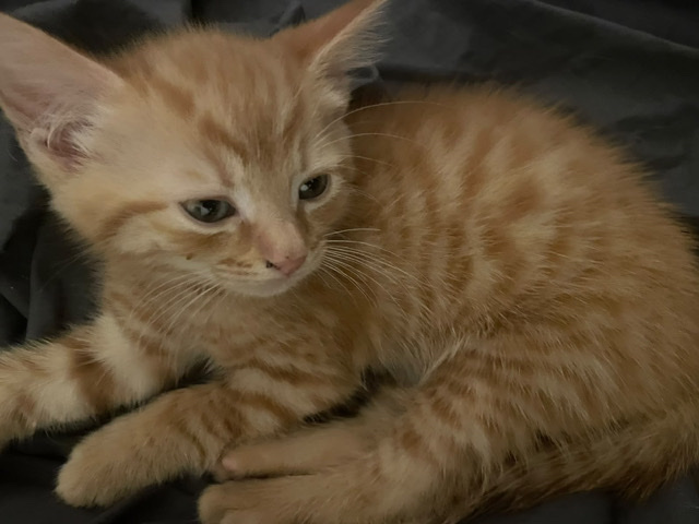 kitten – Dagenham