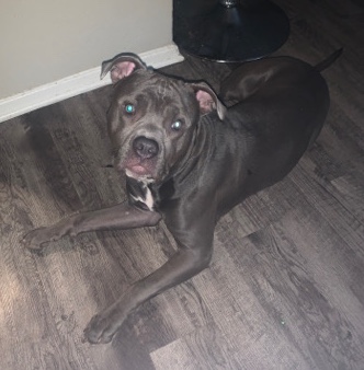 American Pit Bull Terrier – Read Description!
