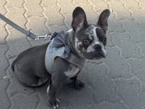 Image of French Bulldog