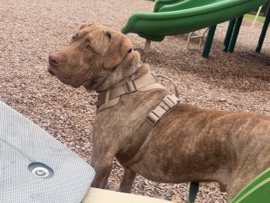 American Pit Bull Terrier – Dog to a good home – Hickory
