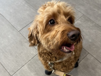 2/yo Mini Goldendoodle for sale – New York