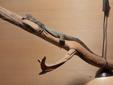 Monitor Lizard – Mangrove Monitor – Fair Lawn