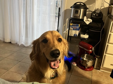 Golden Retriever – KC Registered Golden Retriever – 4 Years Old – Chesterfield – Chesterfield