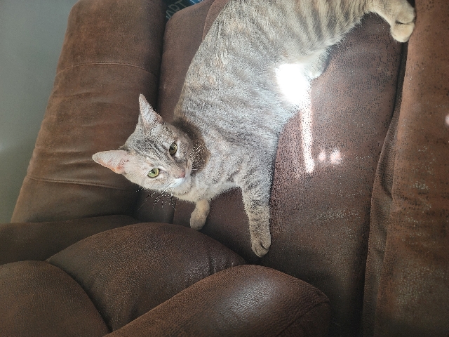 American Shorthair – Grey needs a forever home