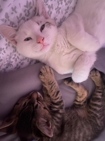2 free cats