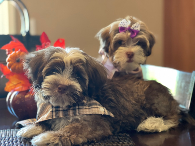 Havanese – Havanese Puppies