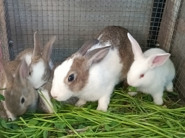 New Zealand – rabbit selling