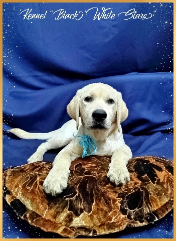 Labrador Retriever – High-breed Labrador Retriever Puppies