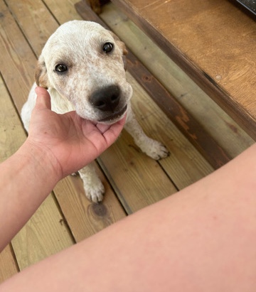 Australian Cattle Dog – rehome heeler pup