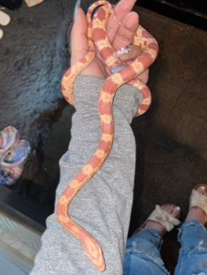Any – corn snake