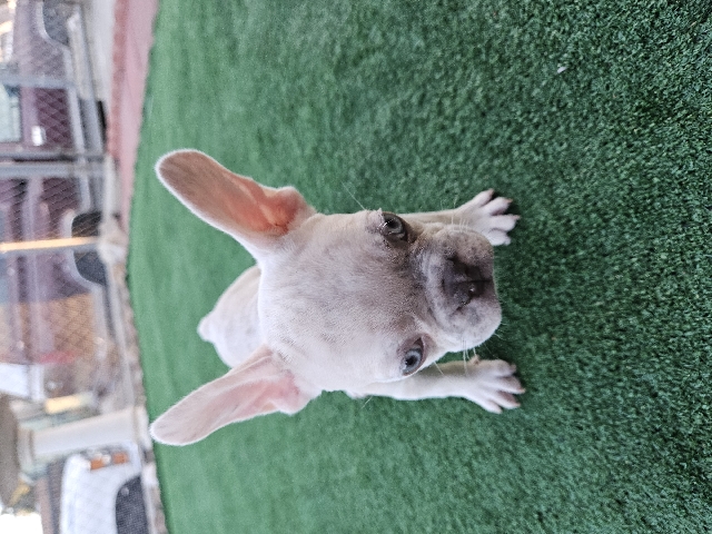 French Bulldog – french bulldog looking for home with blue eyes