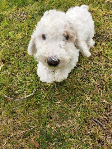 Poodle – selling multipoo