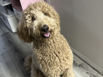 Others - Rehome Nova available for adoption in Phoenix