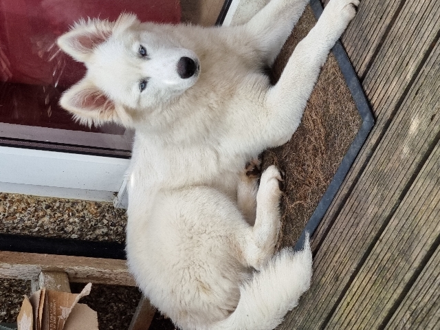 Siberian Husky – Husky Siberian