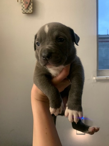 Blue Nose Pitbull Puppies