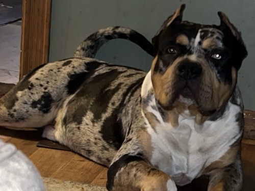 American bully puppies 