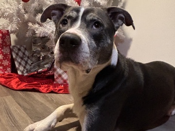 Mixed Breed – Rehoming (Urgent) – Arden-Arcade