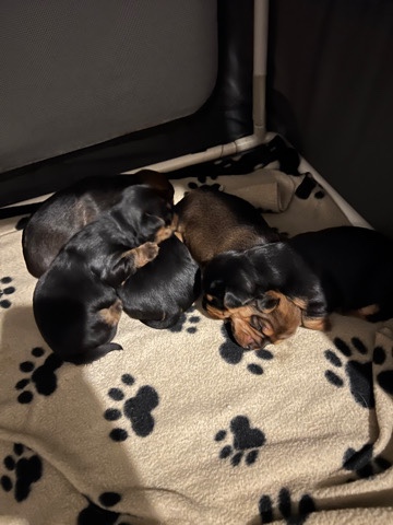 Border Terrier – Border Yorkie’s for sale