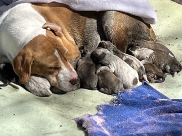 puppies – San Antonio