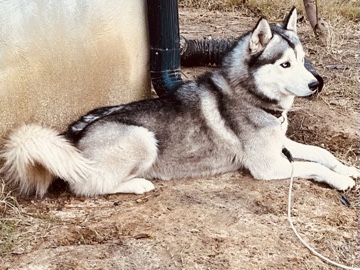 Siberian Husky – Rehoming Siberian Husky, Male – Atlanta