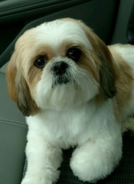 Shih Tzu