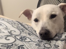 Labrador Retriever – Great Companion