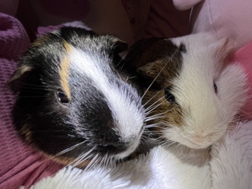 Guinea Pig – Male Guinea Pigs