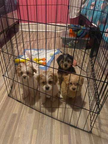 puppies for sale 