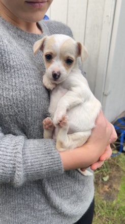 Chihuahua – chipoo puppy