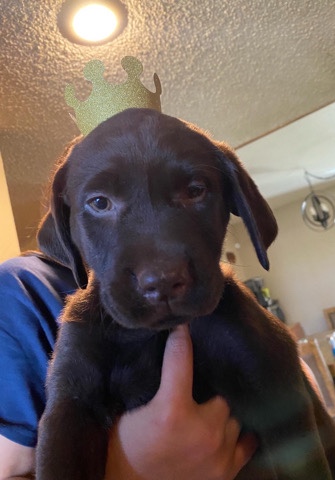 Labrador Retriever – Chocolate Lab