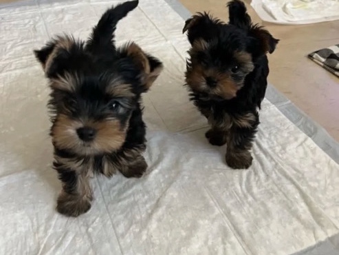 Yorkshire Terrier – Yorkie puppies for sale – Milwaukee