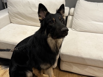 German Shepherd – Ambro ~ Looking for loving home