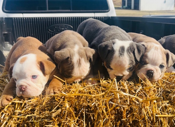 Bulldog – English Bulldog for sale akc registration***