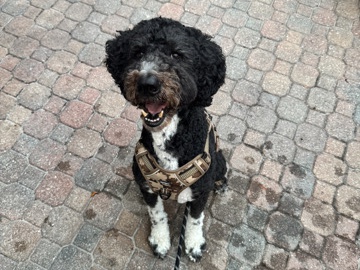 Goldendoodle – Oreo – Wellington