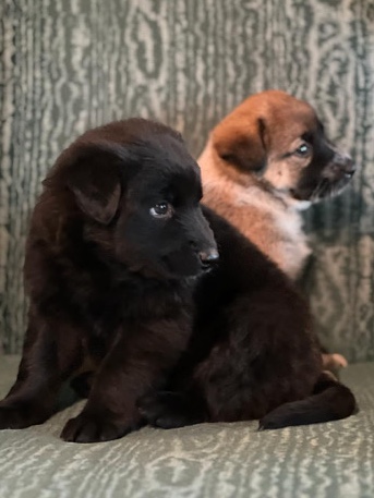 Labrador Retriever – Labrador puppies