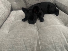French Bulldog – fluffy frenchie – Houston