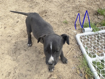 American Pit Bull Terrier – pit bulls – Lexington