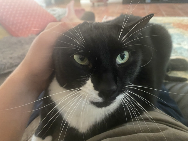 American Shorthair – Storm – San Antonio
