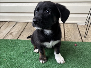 German Shepherd – Full Breed German Shepherd – Winston-Salem